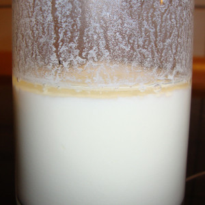 Experiment 26, Bild 1: Milch mit Essig gerinnt sofort zu Quark. Die Flüssigkeit über dem Quark ist Molke.