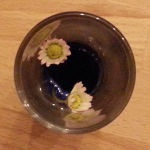 Experiment 39, Bild 1: Gänseblümchen in gefärbtem Wasser