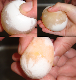 Experiment 47, Bild 3: Ein Ei aus Gummi - Das Ei läßt sich wie Gummi zusammendrücken (nicht zu fest!)